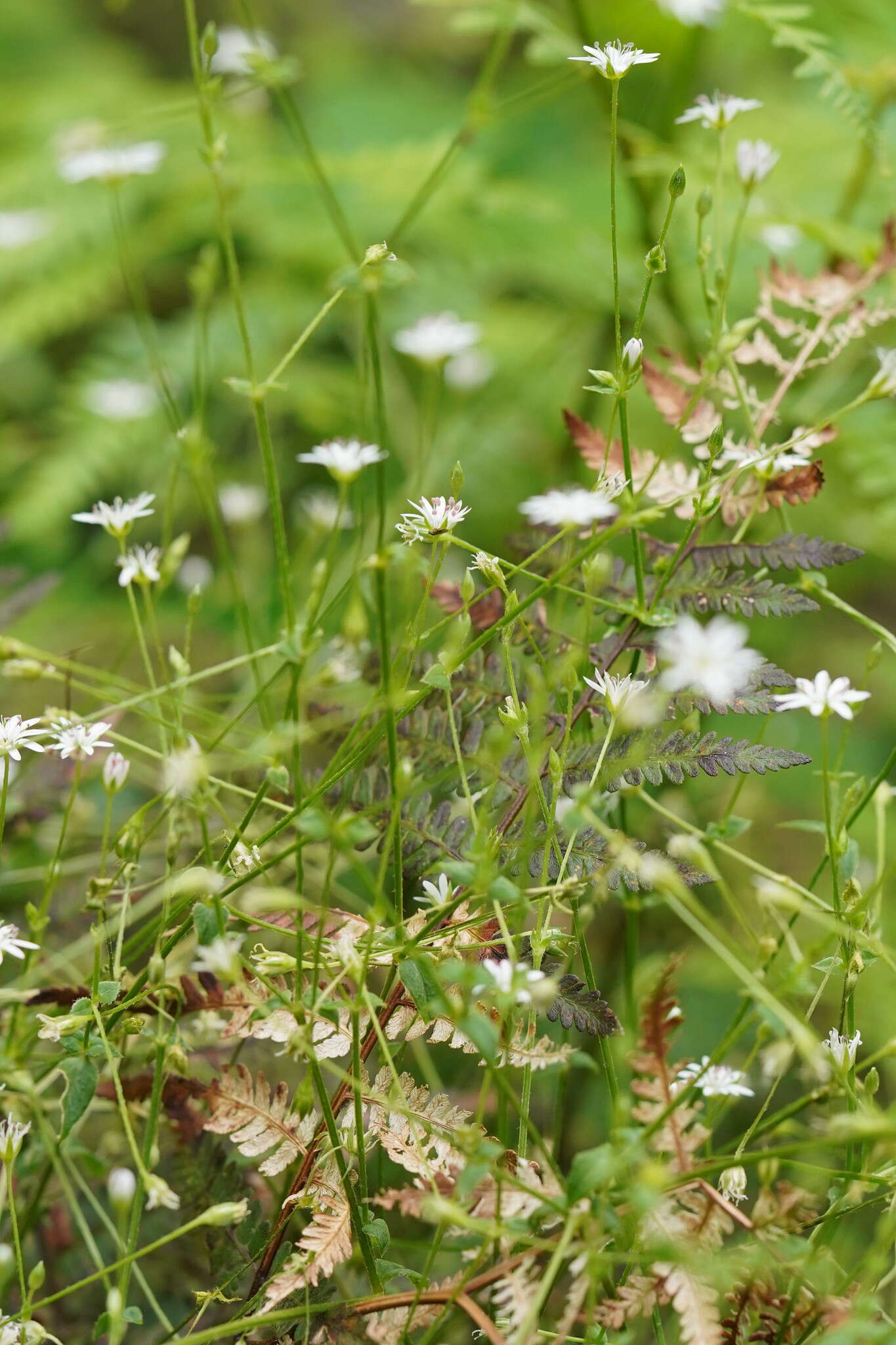 Image of Stellaria flaccida Hook.