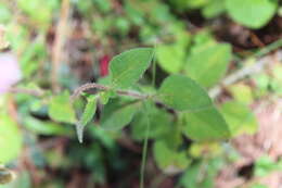 Image of Stevia jorullensis Kunth