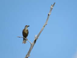 Image of Fawn-breasted Bowerbird