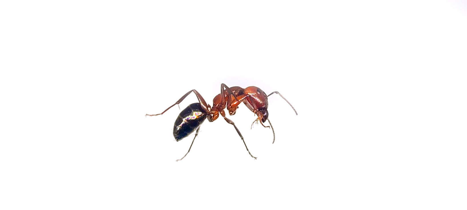 Image of Camponotus discolor (Buckley 1866)