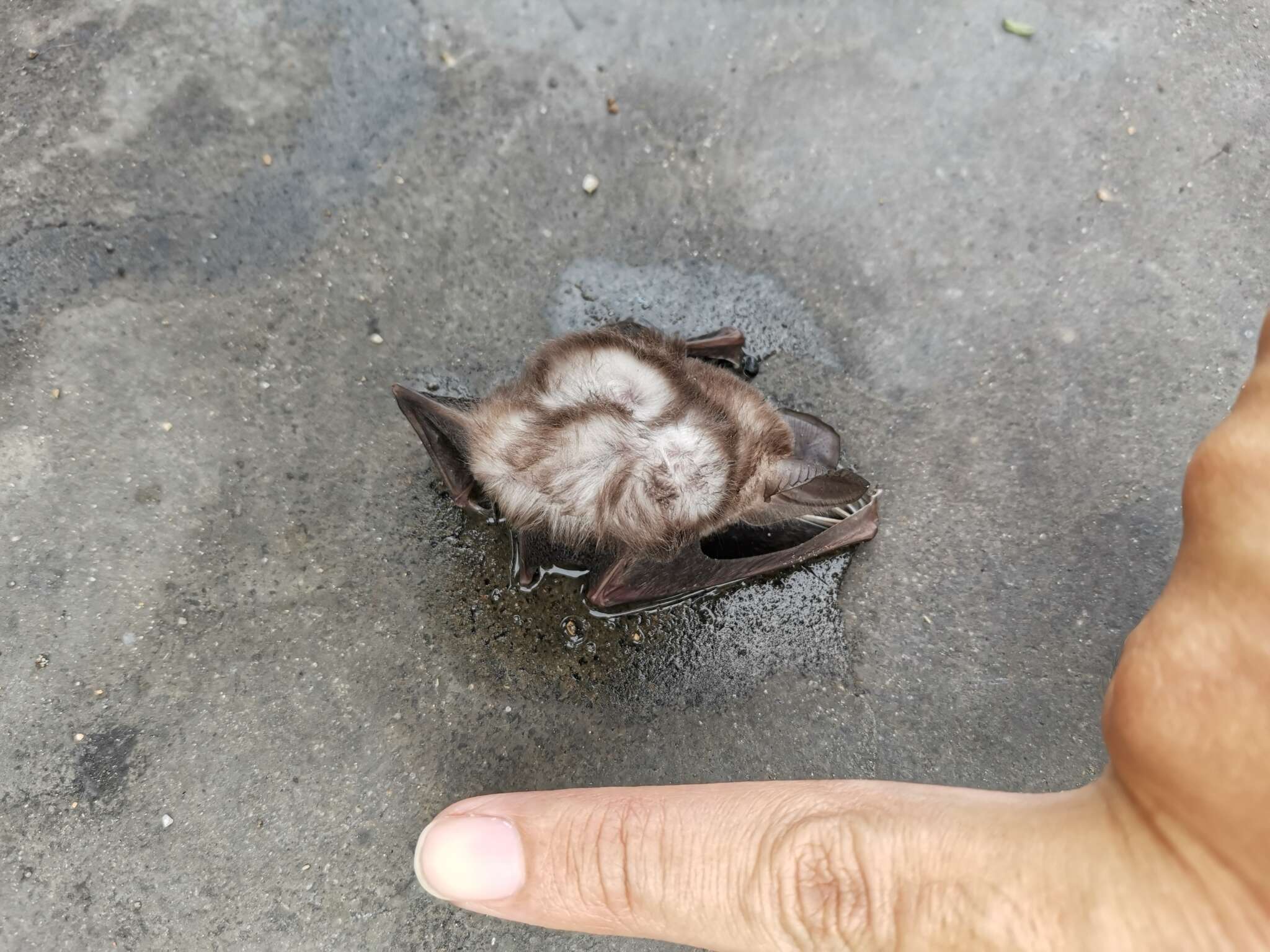 Image of Vietnamese Leaf-nosed Bat