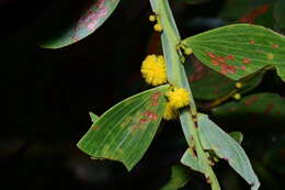 Image of Acacia complanata A. Cunn. ex Benth.