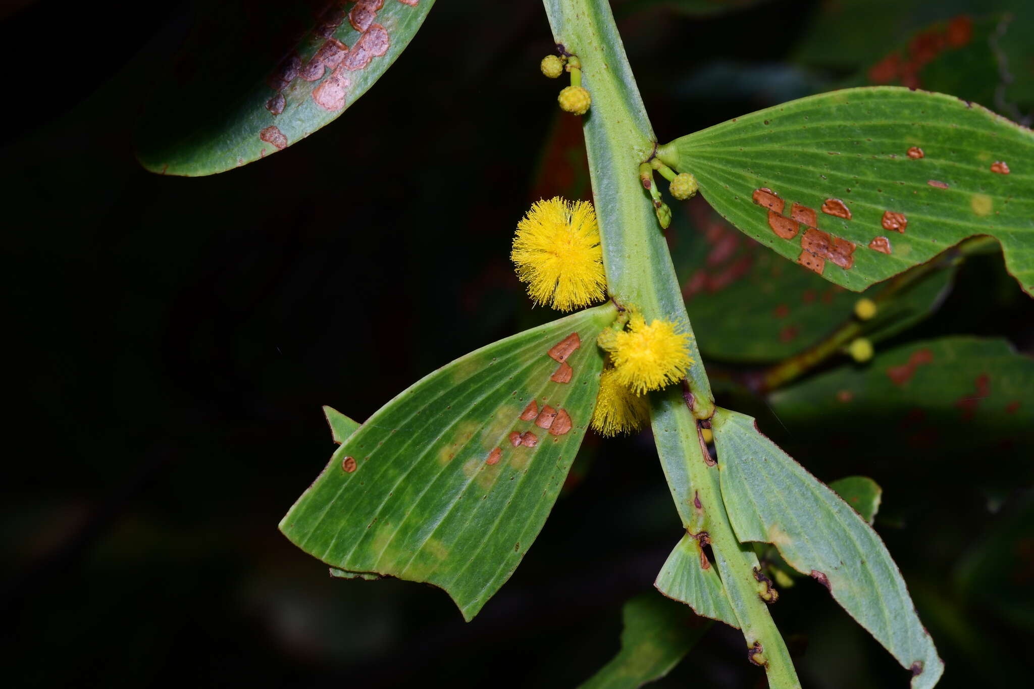 Image of Acacia complanata A. Cunn. ex Benth.