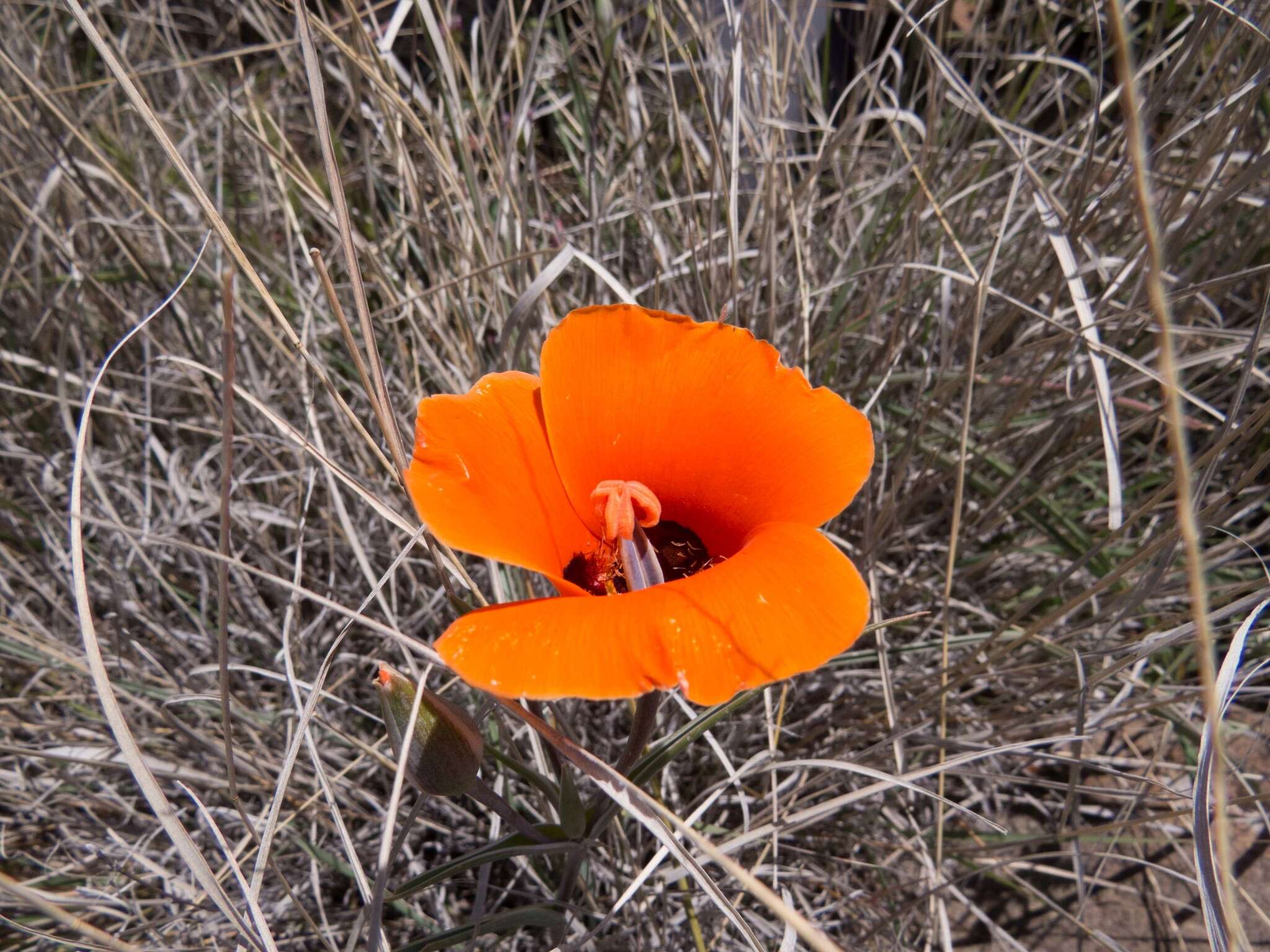 Imagem de Calochortus kennedyi Porter