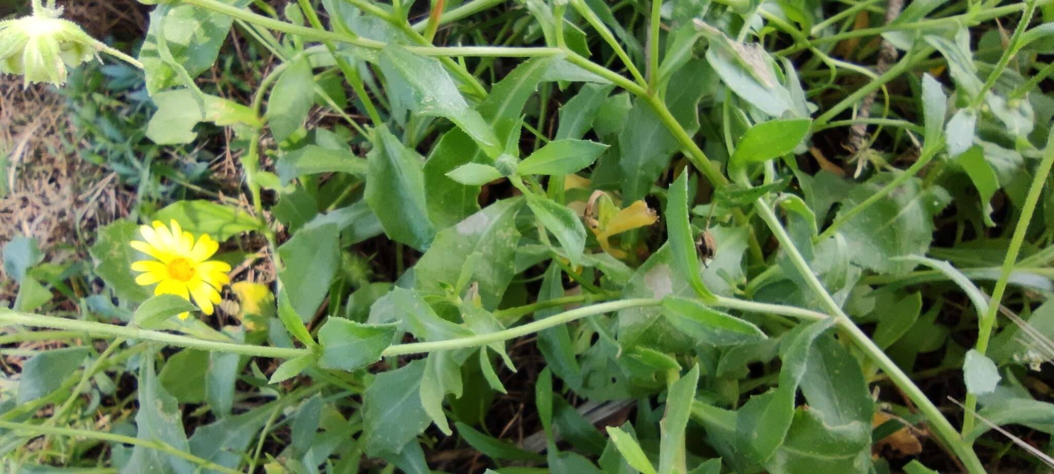 Image of Calendula suffruticosa Vahl