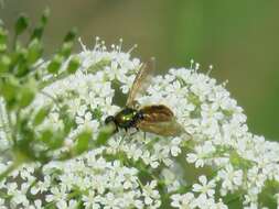 Imagem de Chloromyia formosa (Scopoli 1763)