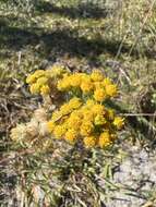 Image of Nidorella foetida (L.) DC.