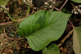 Ipomoea carnea subsp. carnea resmi