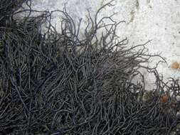 Image of Waterside rockshag lichen