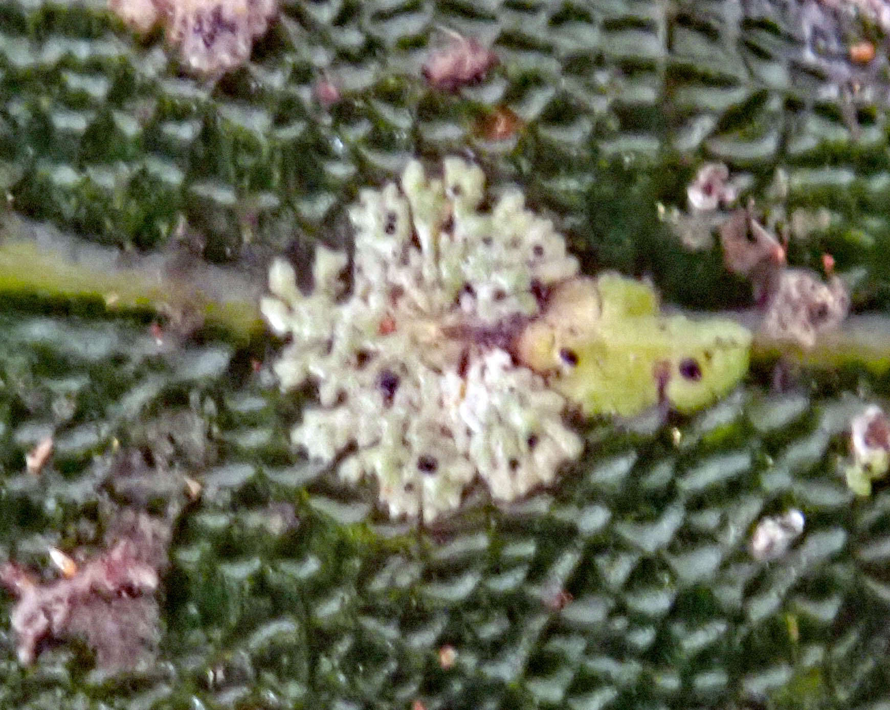 Image of strigula lichen