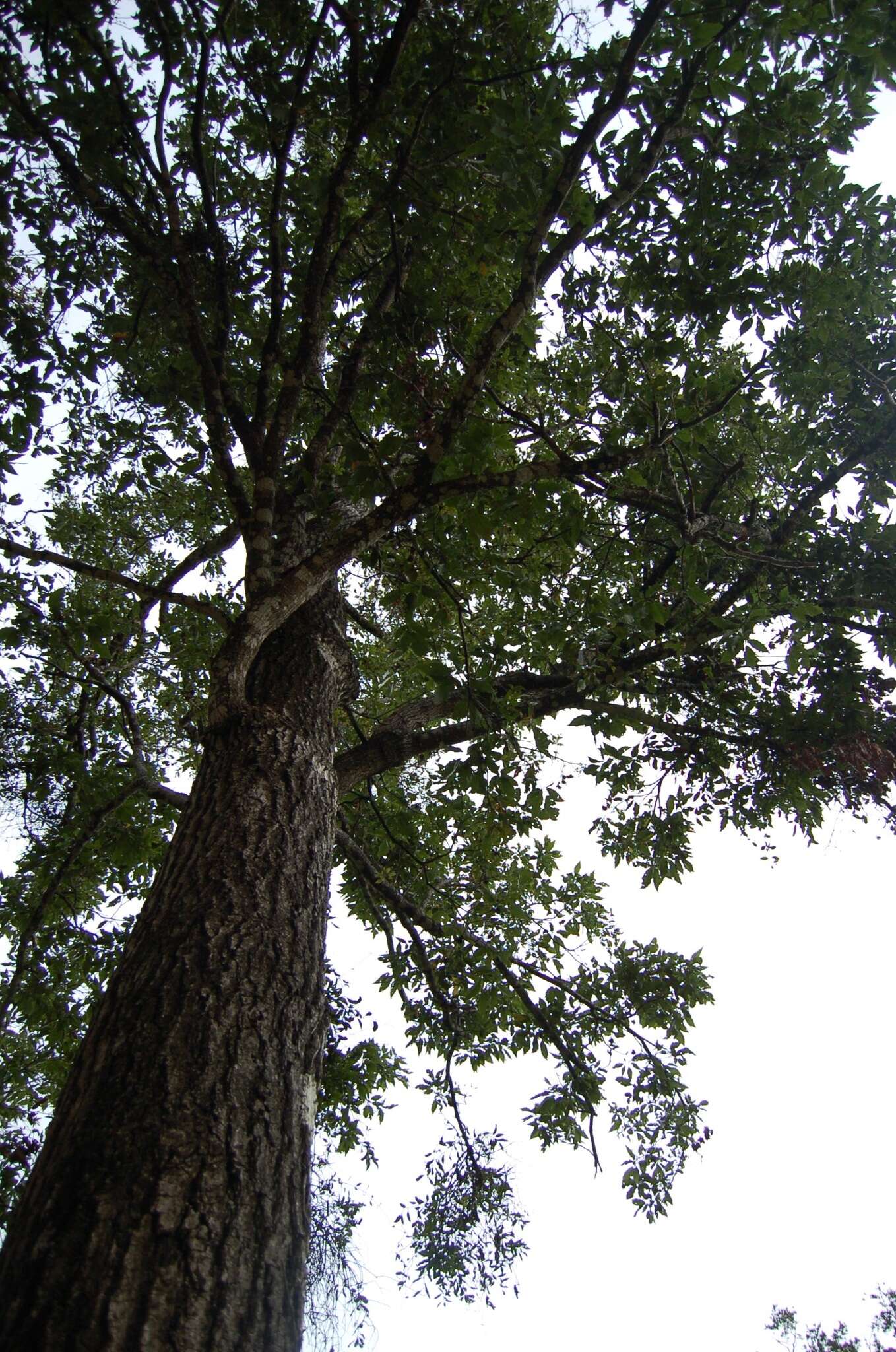 Слика од Quercus skinneri Benth.