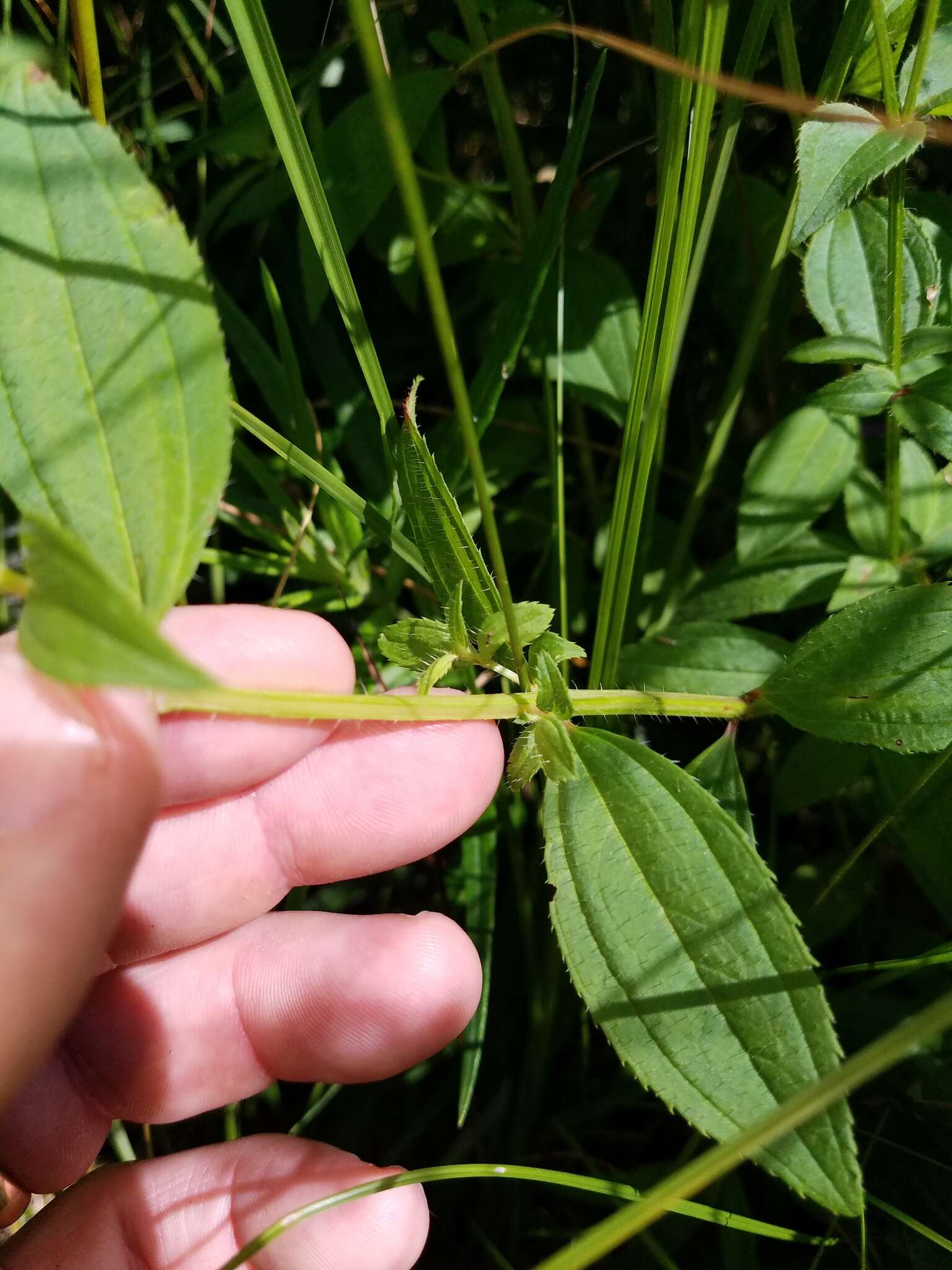 Imagem de Rhexia mariana var. interior (Pennell) Kral & Bostick