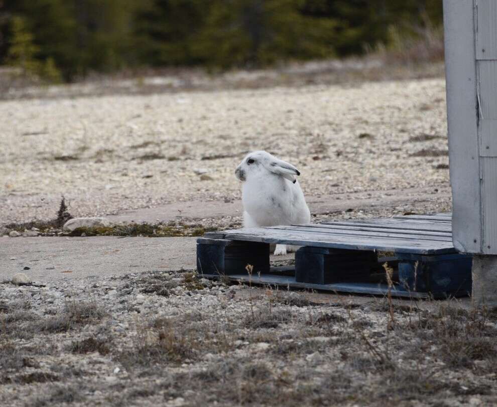 Image de Lièvre arctique