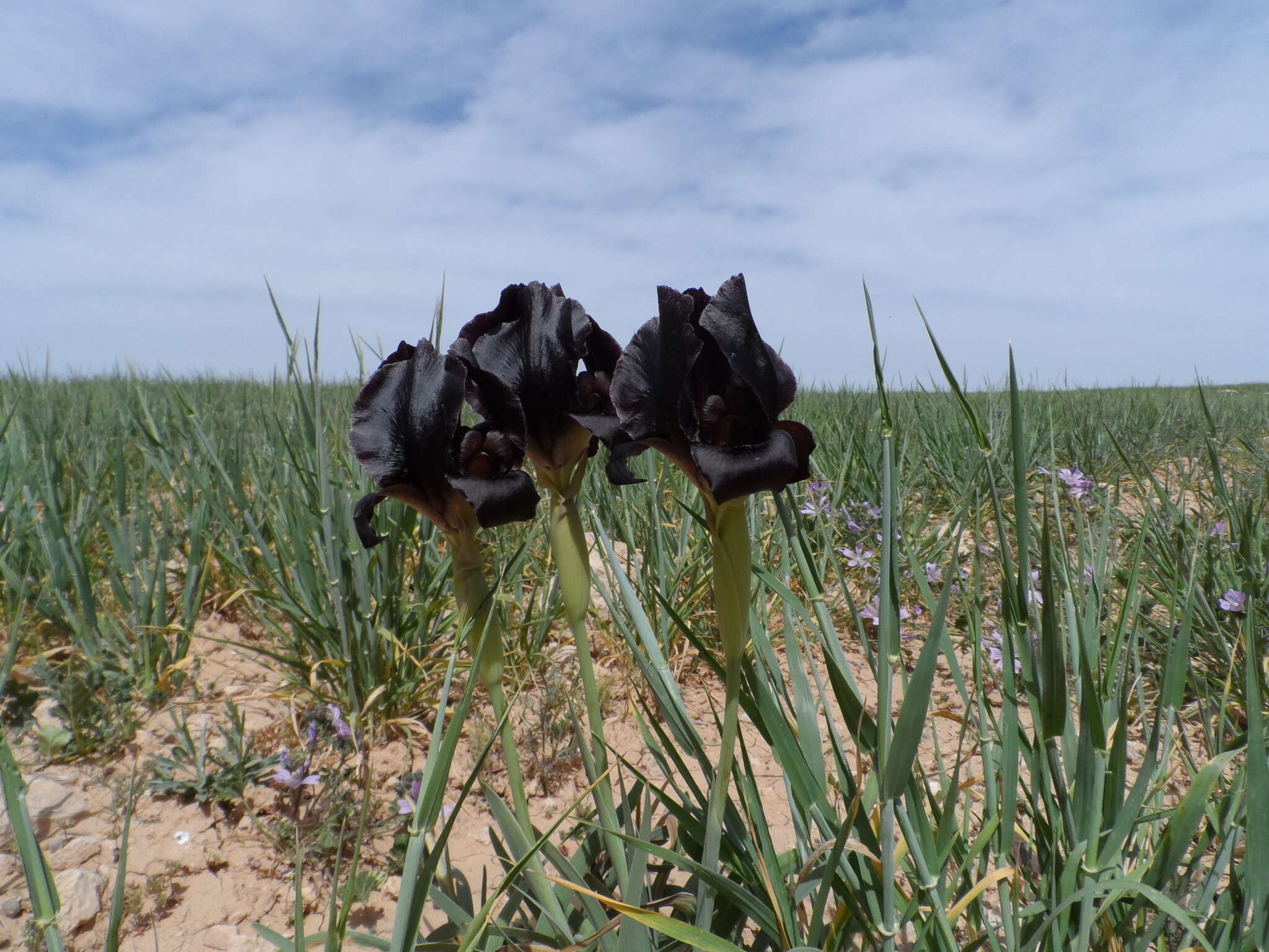 Image of Black Iris