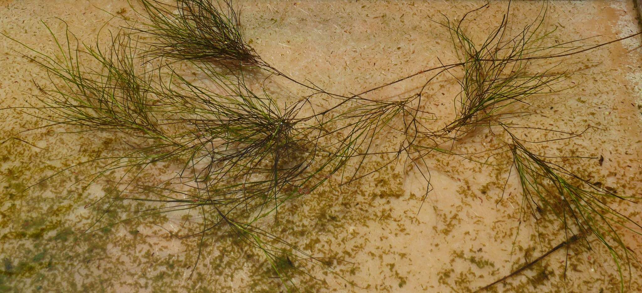 Image of pondweed