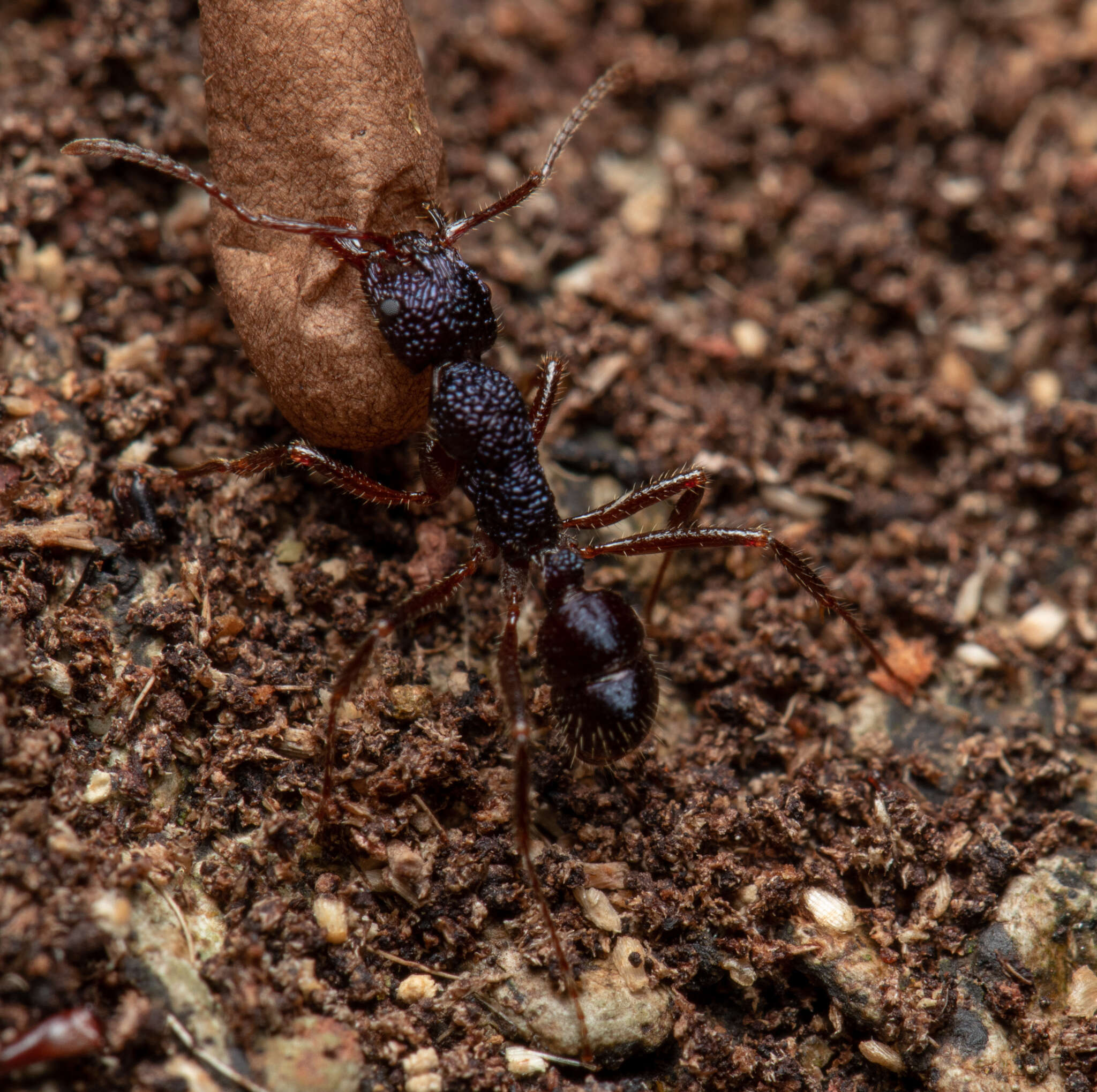 Image of Rhytidoponera confusa Ward 1980