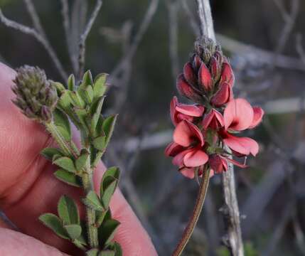 Imagem de Indigofera porrecta Eckl. & Zeyh.