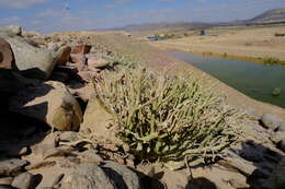 Imagem de Euphorbia gariepina subsp. gariepina