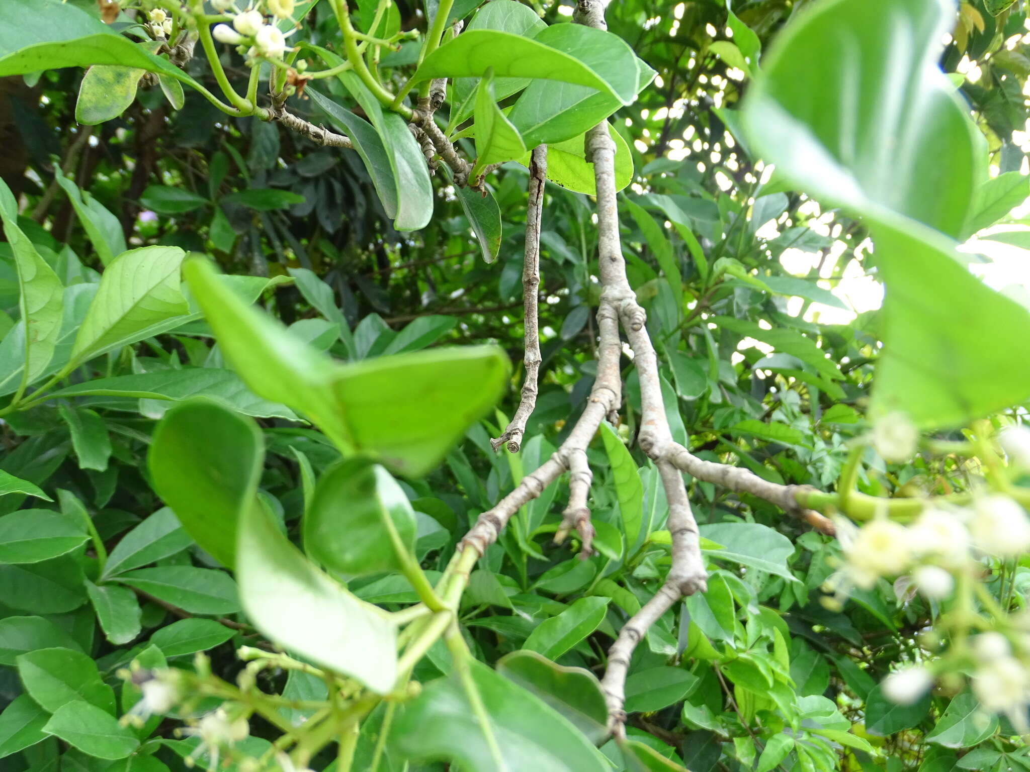 Image of Viburnum odoratissimum Ker-Gawl.