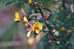 Image of Pultenaea retusa Sm.