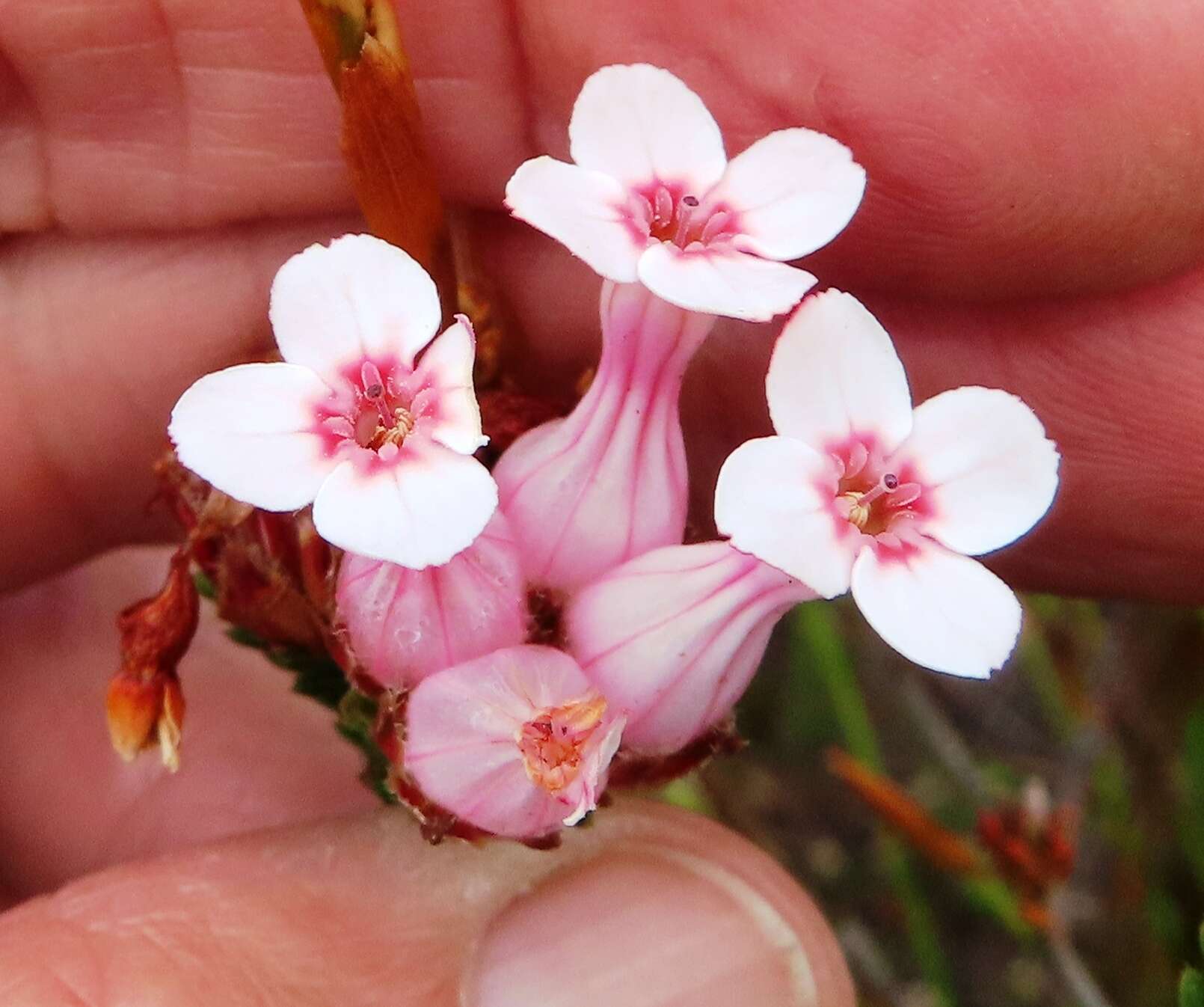 Image of Erica ampullacea var. ampullacea