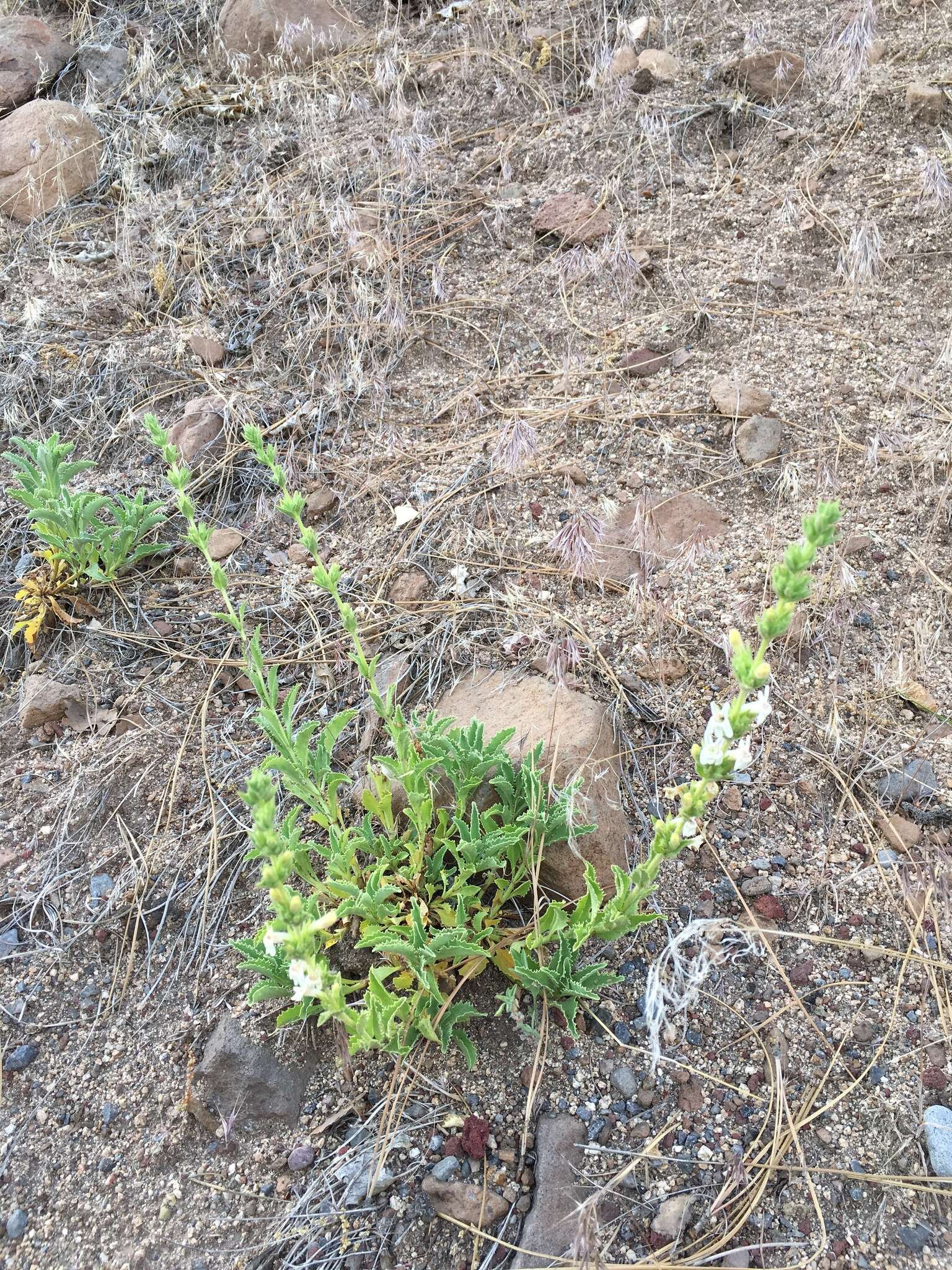 Image of Susanville beardtongue