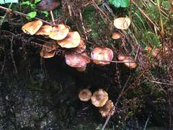 صورة Armillaria nabsnona T. J. Volk & Burds. 1996