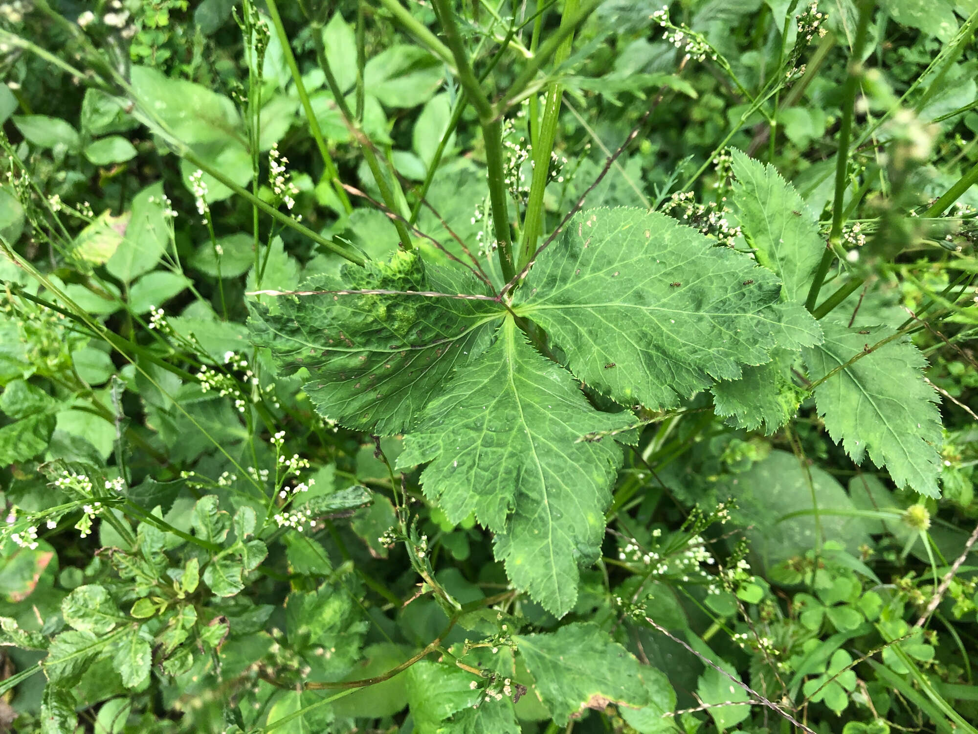 Image of Japanese honewort