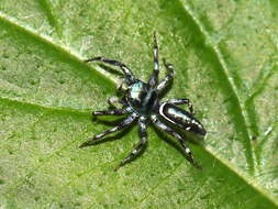 Image of Sea-green Northern Jumper