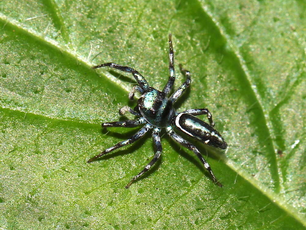 Image of Sea-green Northern Jumper