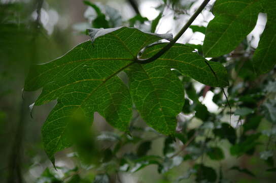 Image of Mountain papaya