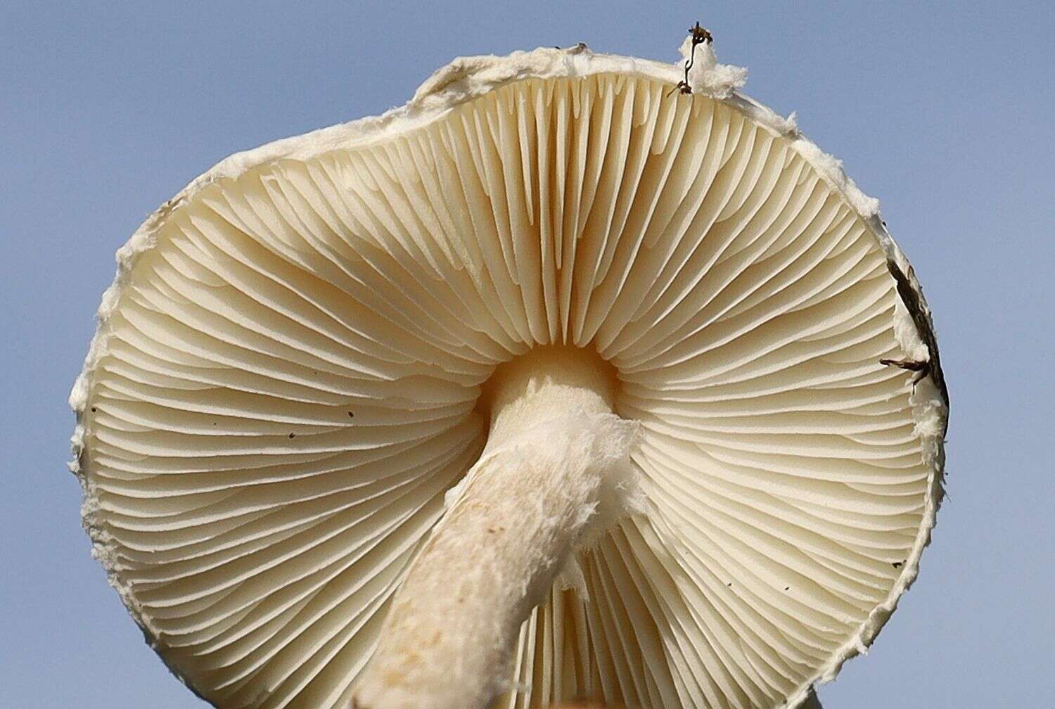 Слика од Lepiota erminea (Fr.) P. Kumm. 1871