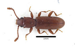 Image of Beetle