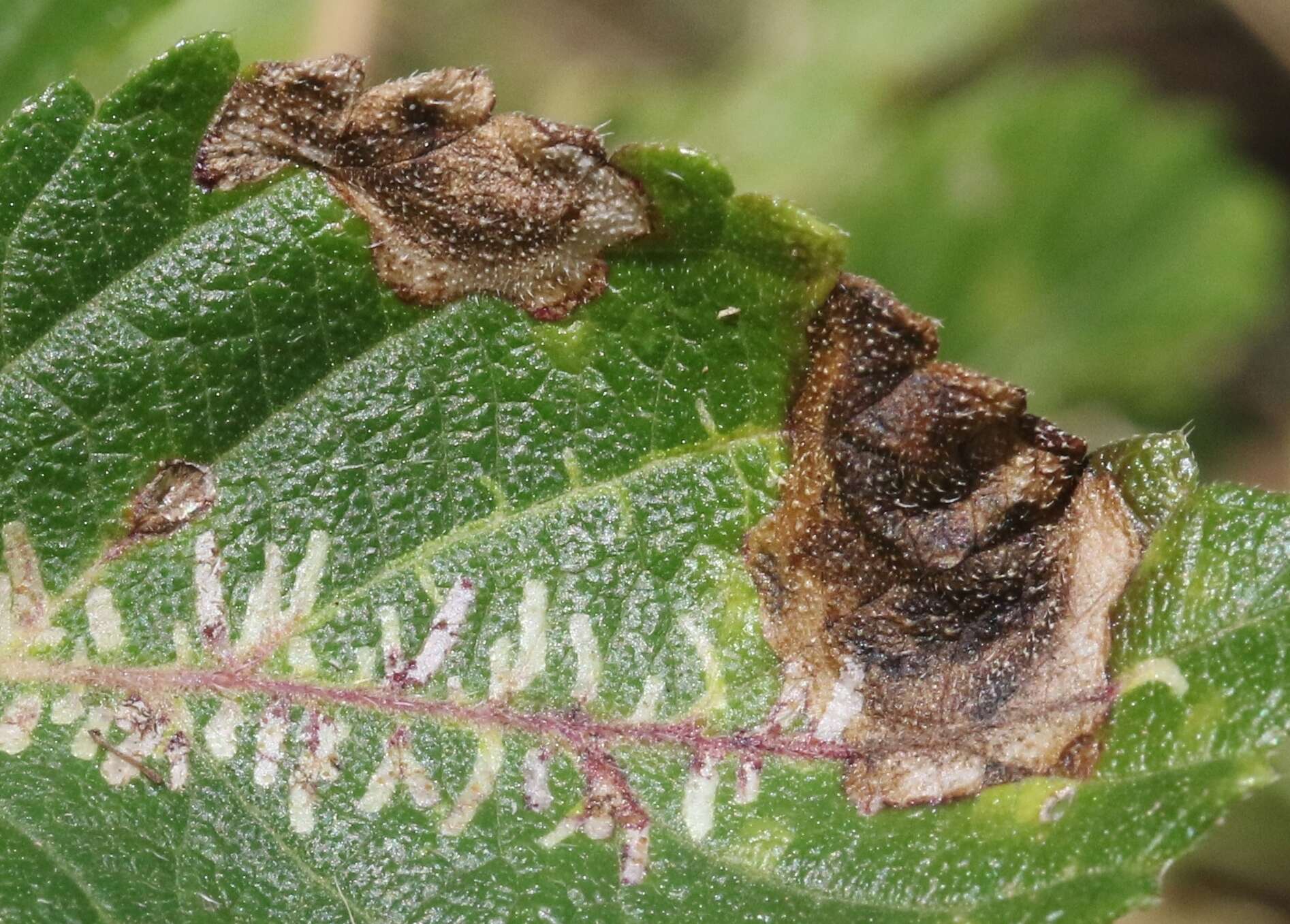 Sivun Calycomyza lantanae Frick 1956 kuva