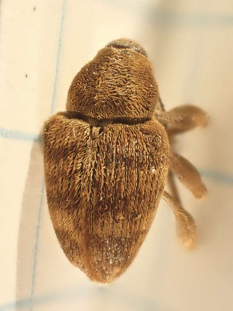 Image of Curculio venosus (Gravenhorst 1807)