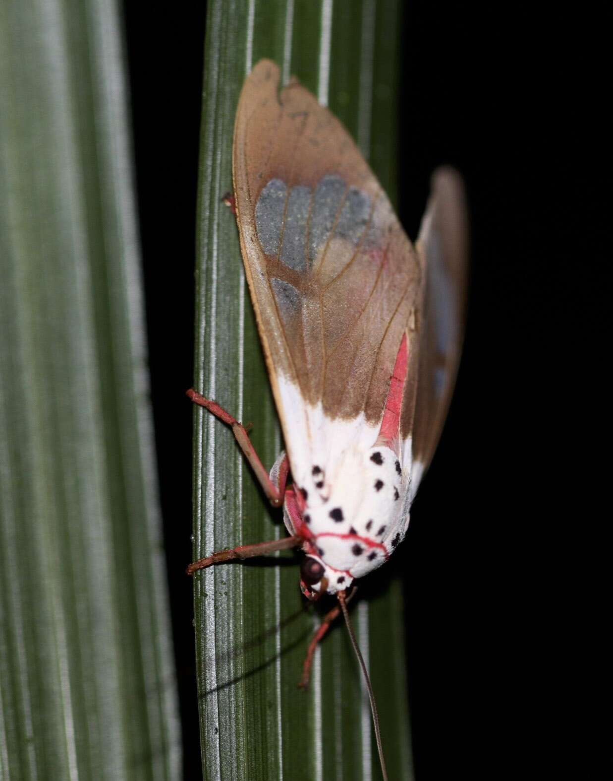 Sivun Amerila crokeri MacLeay 1827 kuva