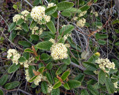 Image of Pomaderris prunifolia var. edgerleyi (Hook. fil.) L. B. Moore