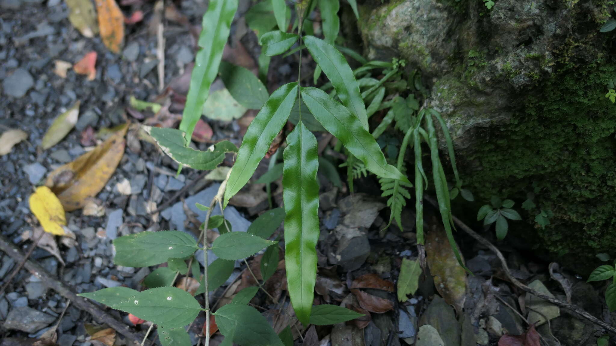 Image of Pteris formosana Bak.