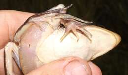 Image of Lemaire's white-lipped frog