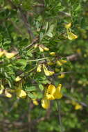 Image of scorpion senna