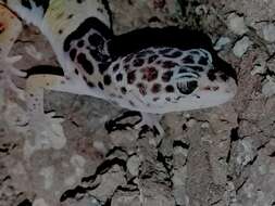 Image of Western Indian Leopard Gecko