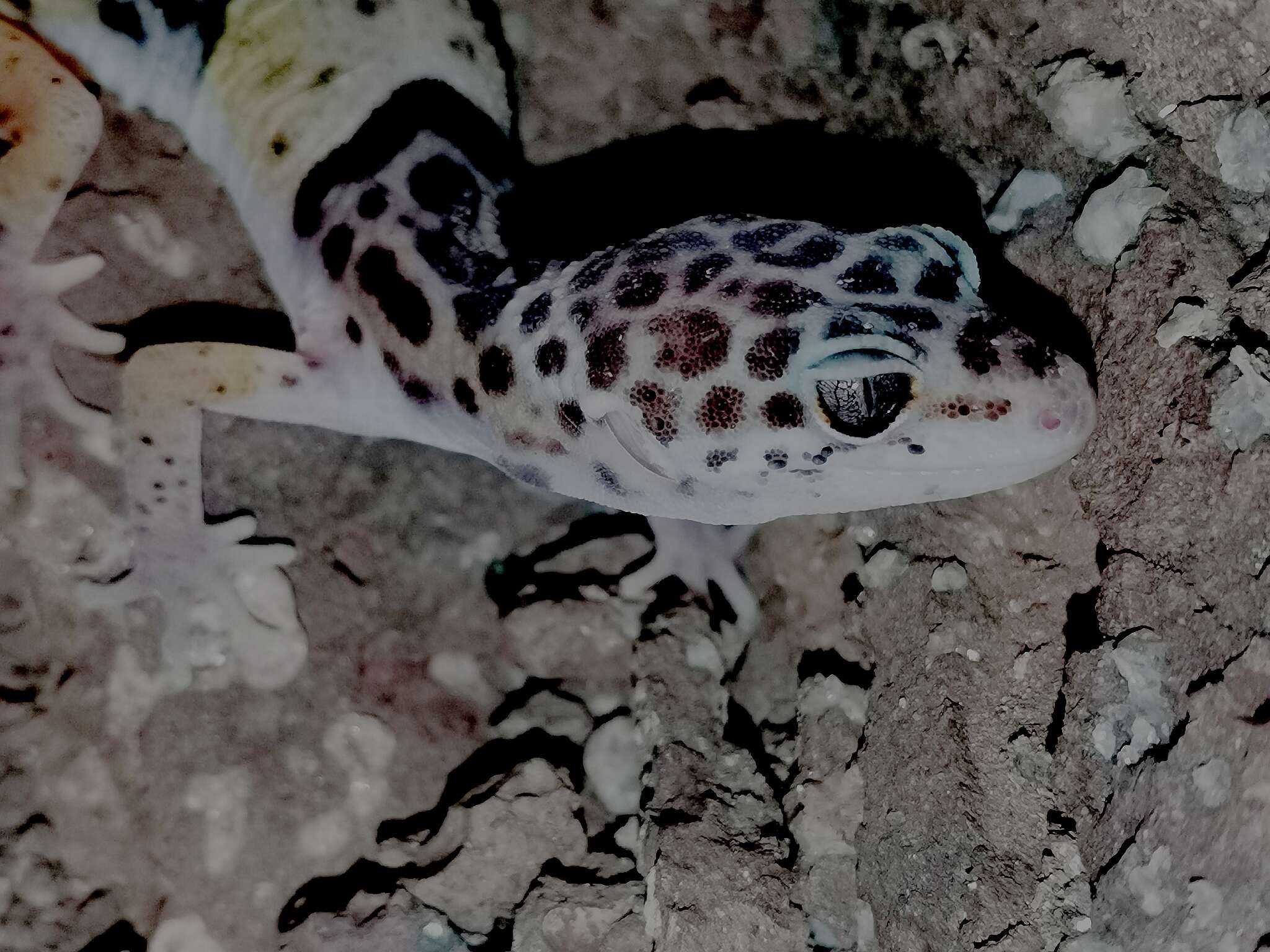 Image of Western Indian Leopard Gecko