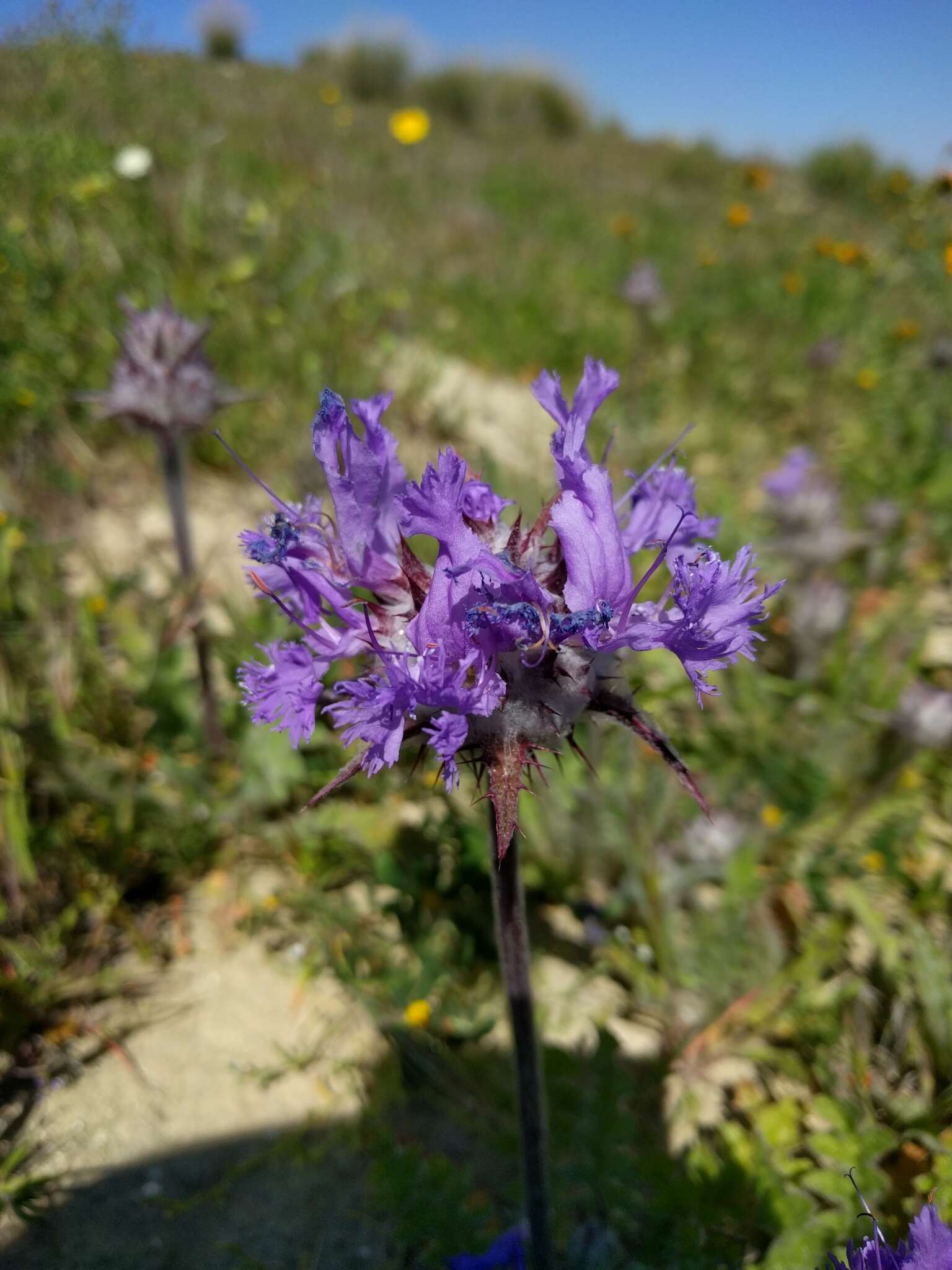 Imagem de Salvia carduacea Benth.