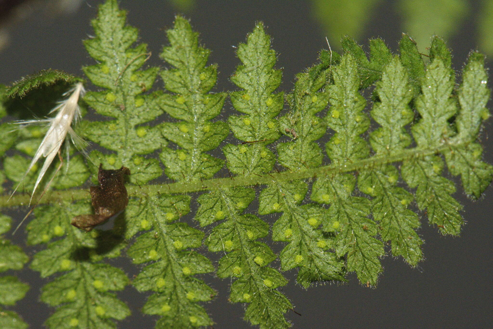 Image of Hypolepis rugosula subsp. lactea (Brownsey & Chinnock) Schwartsb.