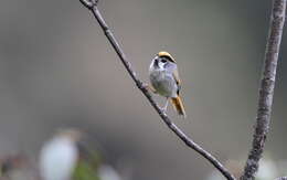 Image of Black-throated Parrotbill