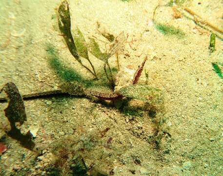 Image of Mother-of-pearl pipefish