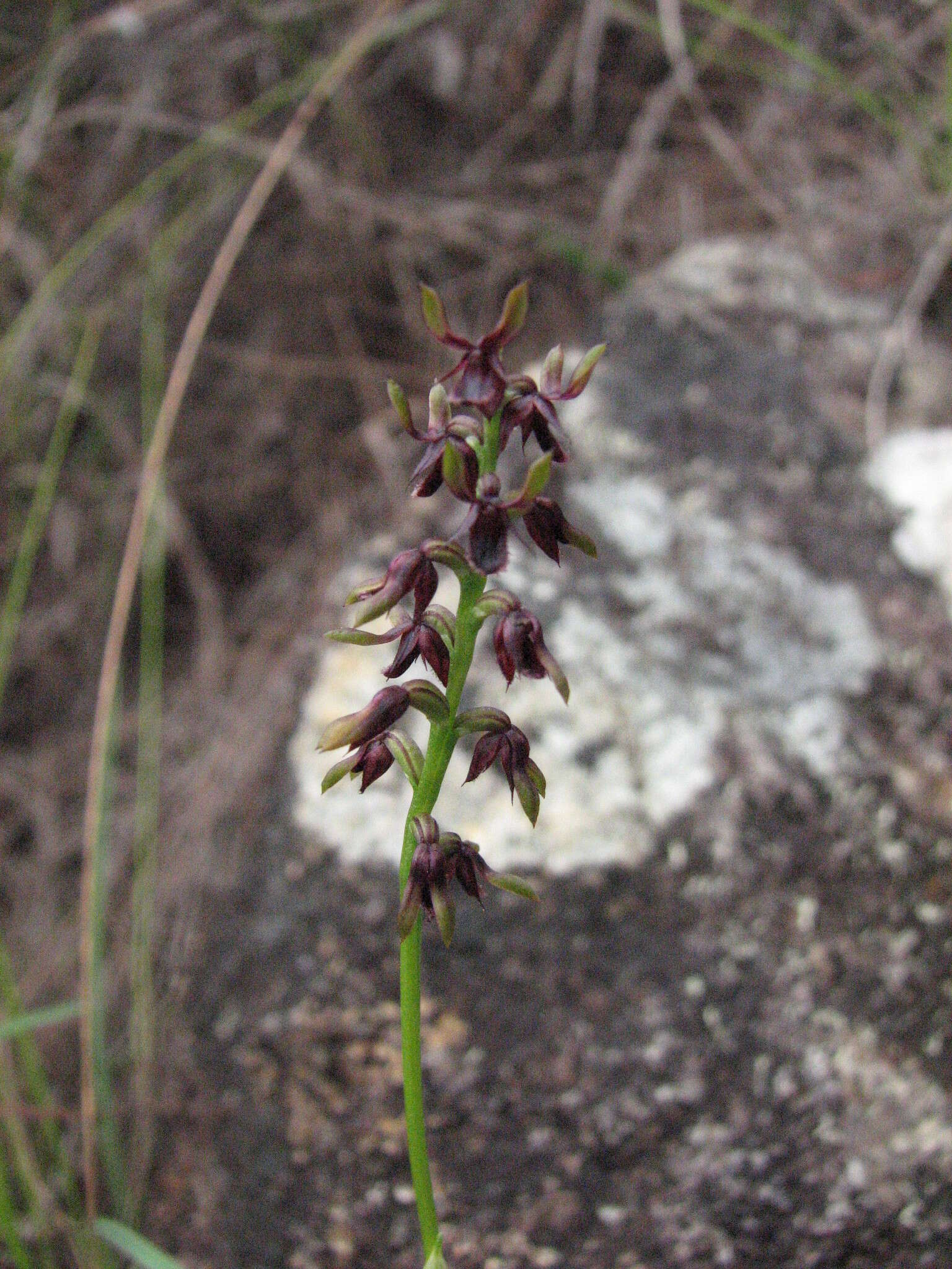 Слика од Genoplesium alticola D. L. Jones & B. Gray