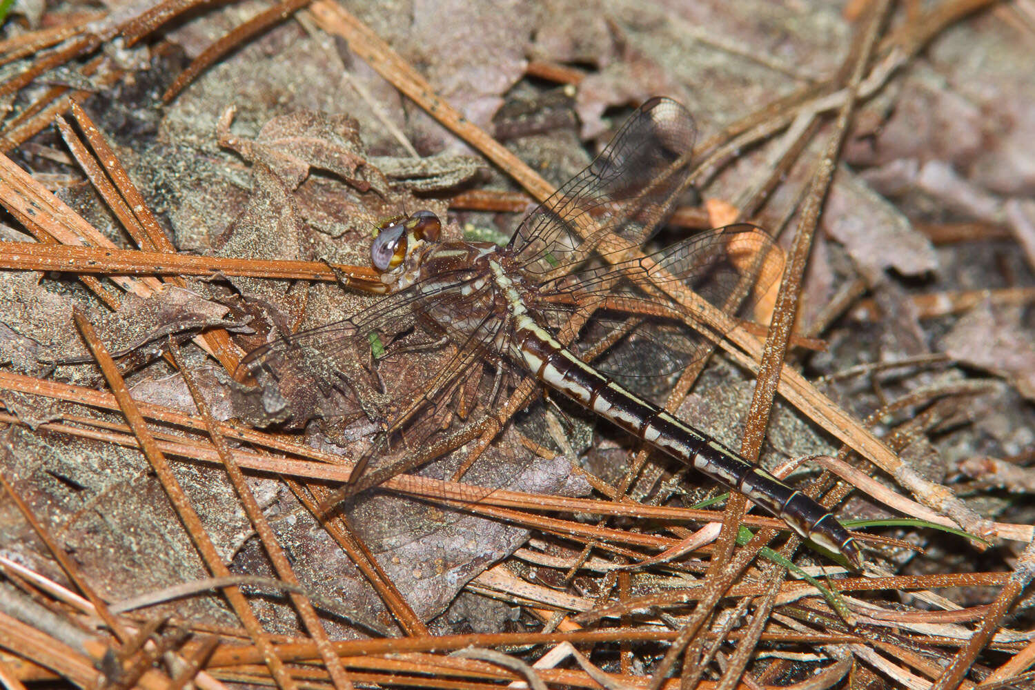 Image of Phanogomphus lividus (Selys 1854)