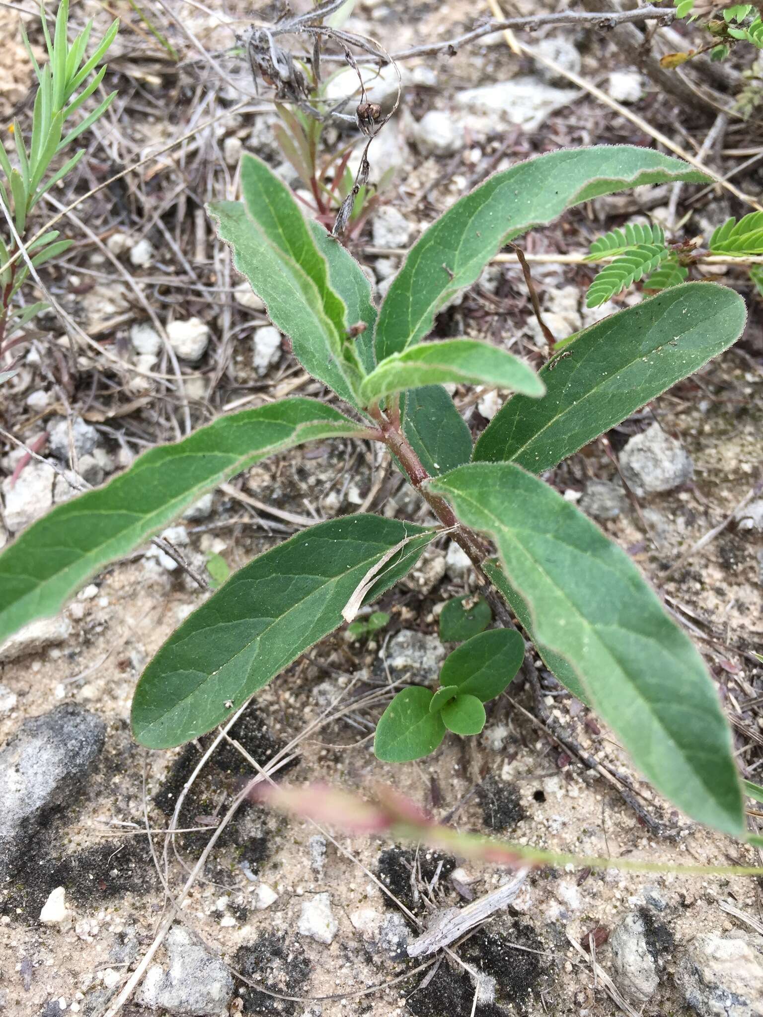 Image of Emory's milkweed