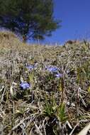 Image of Gentiana thunbergii var. thunbergii